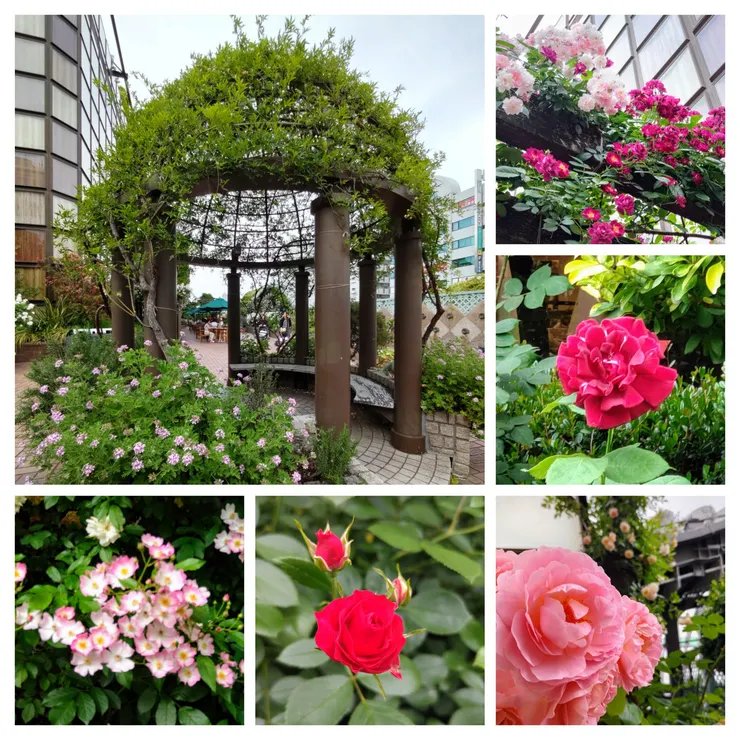 20240515_075259-COLLAGE.jpg