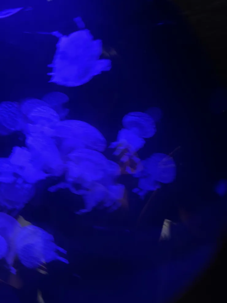 943F648E-720E-4BDD-849D-C3A934BDDAE0.jpeg