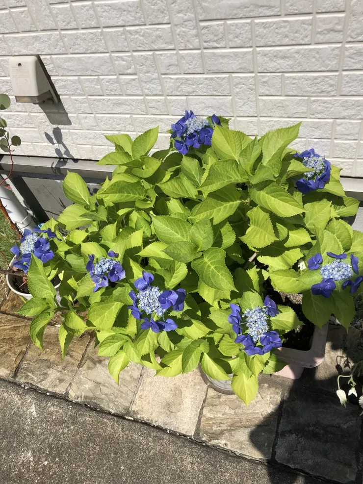 IMG_2086.jpeg