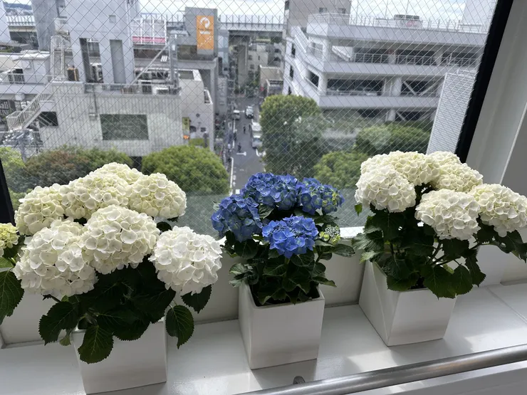 IMG_2317.jpeg