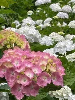 IMG_7471.jpeg
