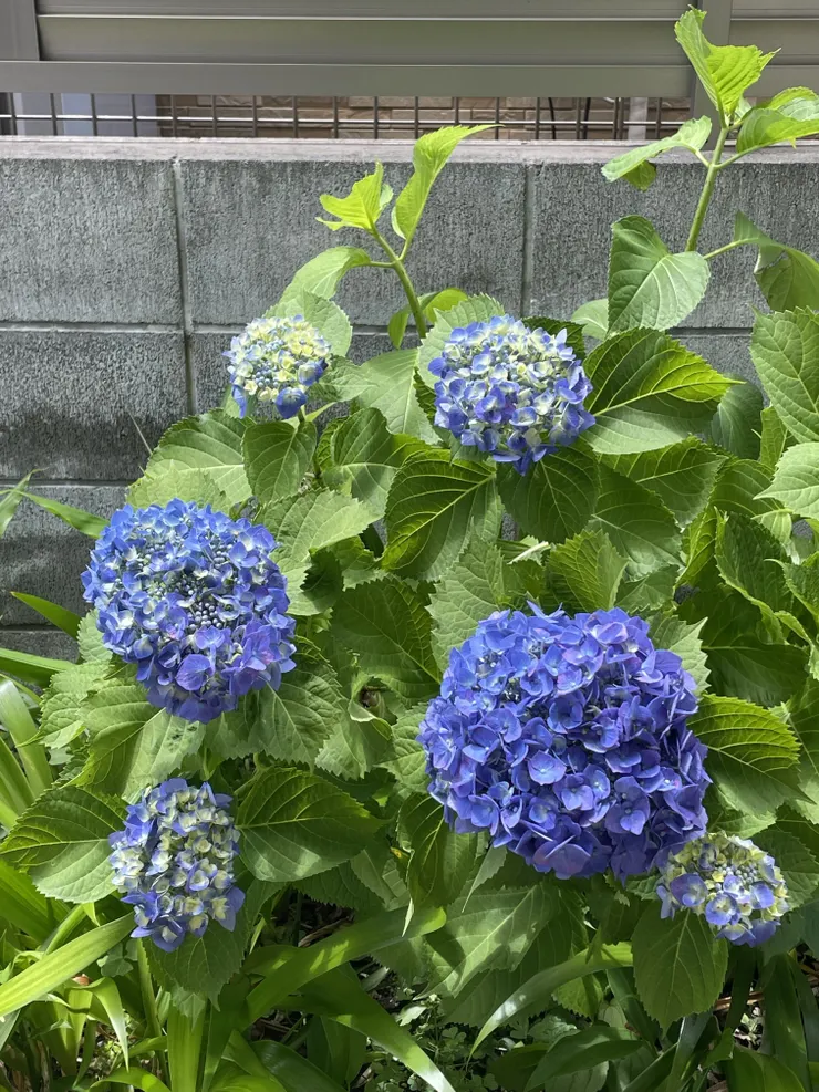 IMG_1960.jpeg
