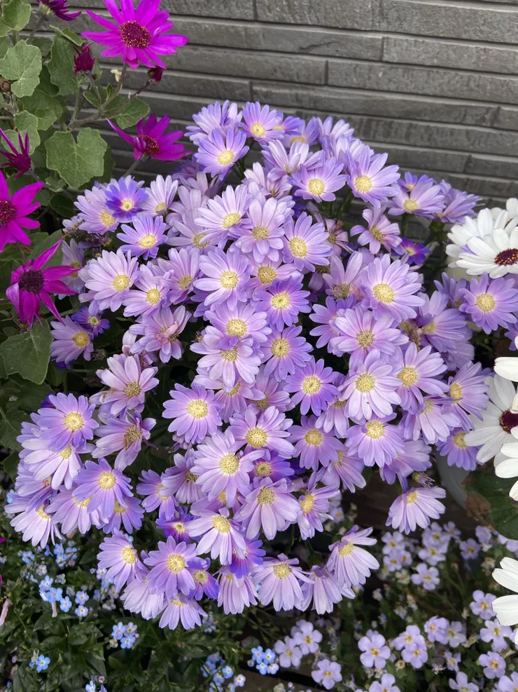 IMG_2343.jpeg