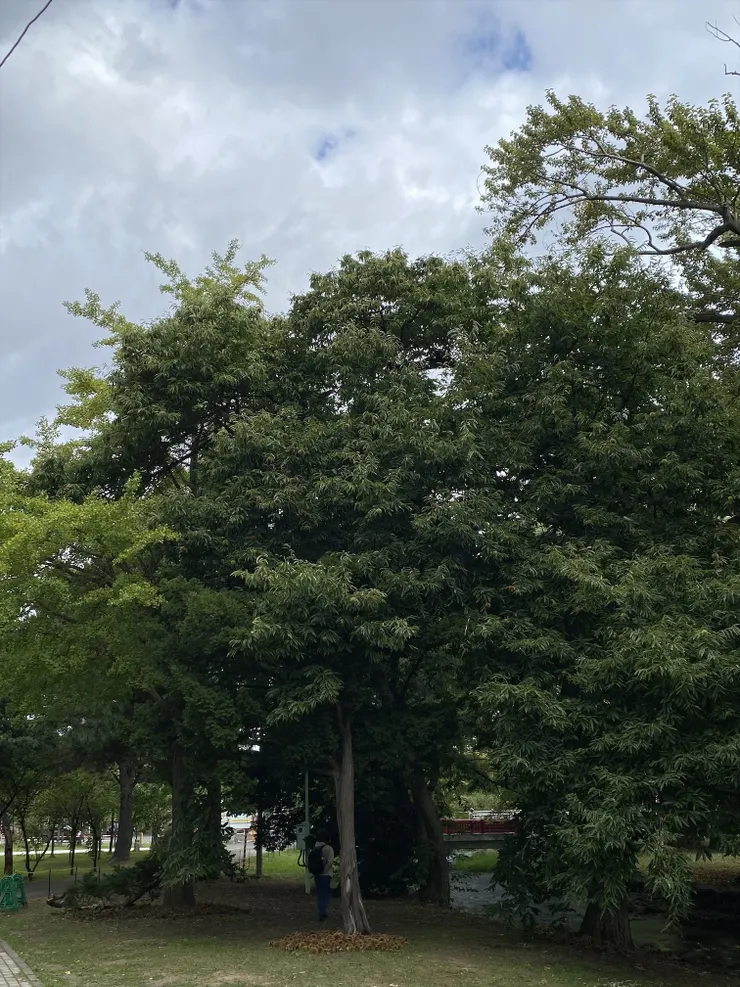 6_IMG_2352.jpeg