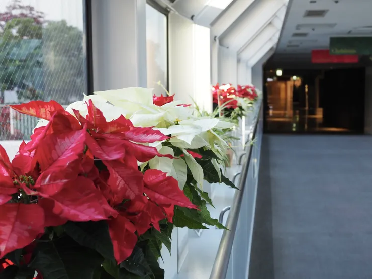 ポインセチア.jpg