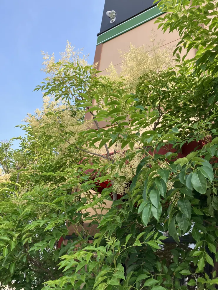 IMG_1609.jpeg