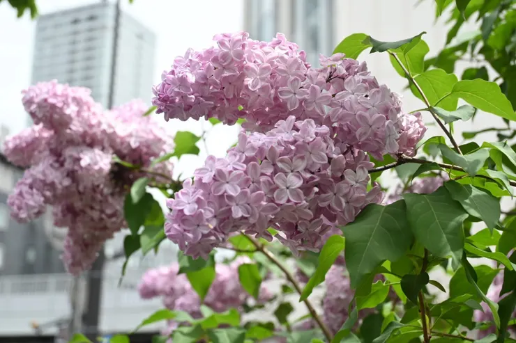 ライラック.jpg