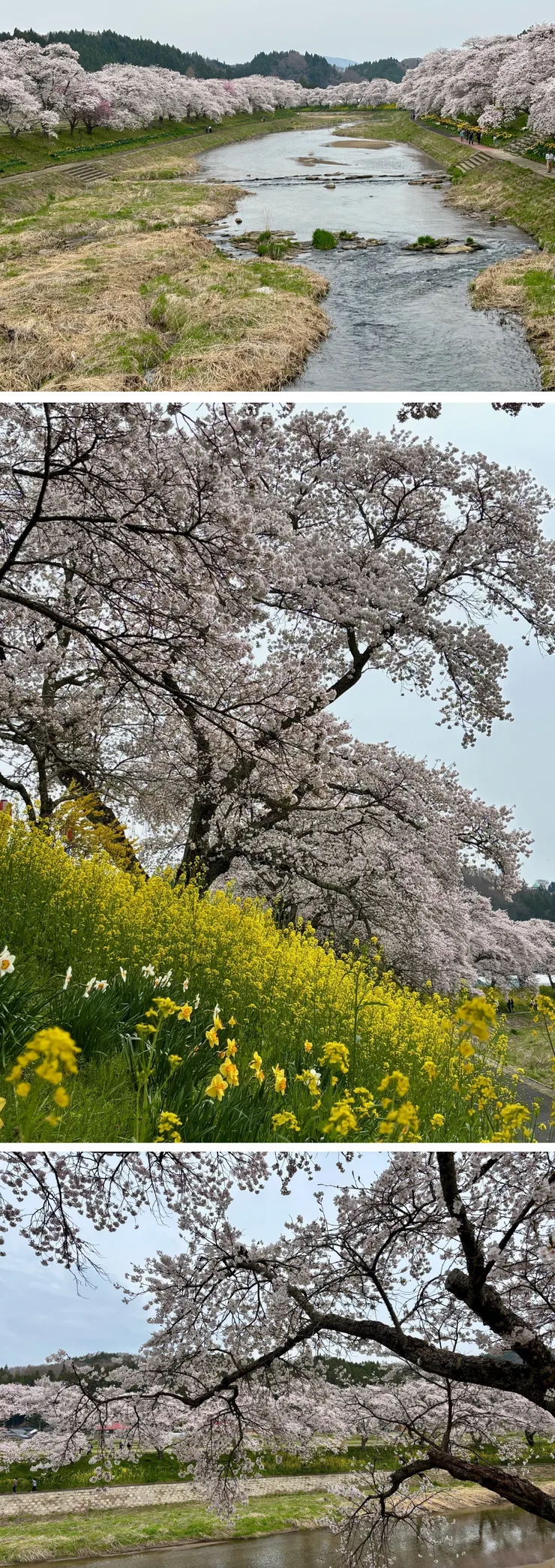 ⑩最高の桜写真.jpg