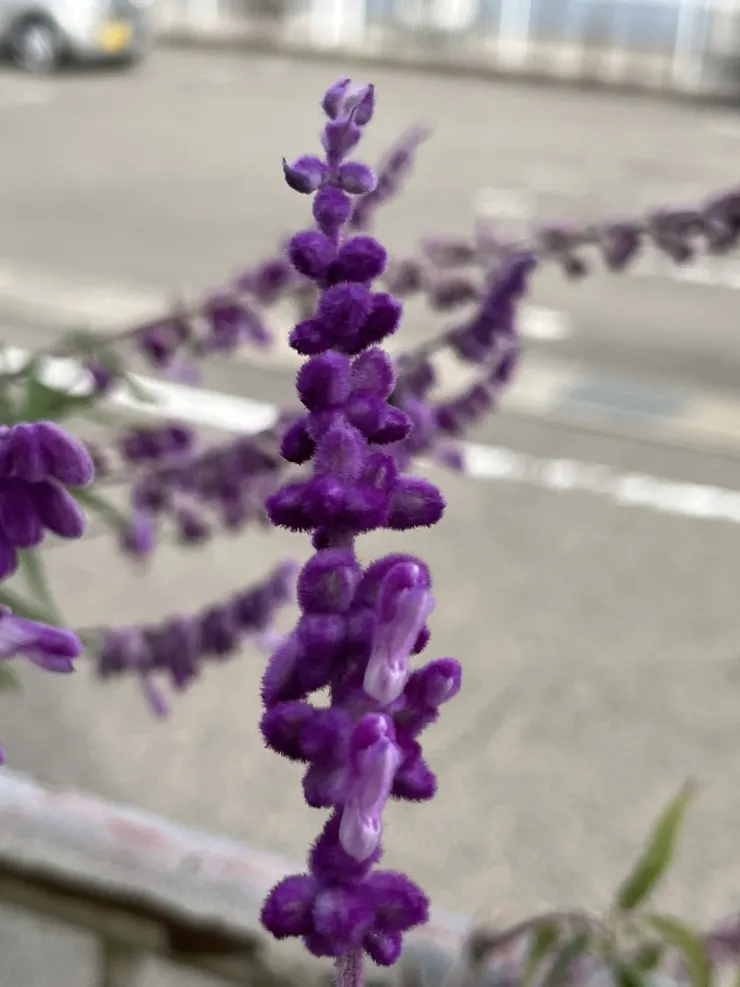 IMG_2384.jpeg