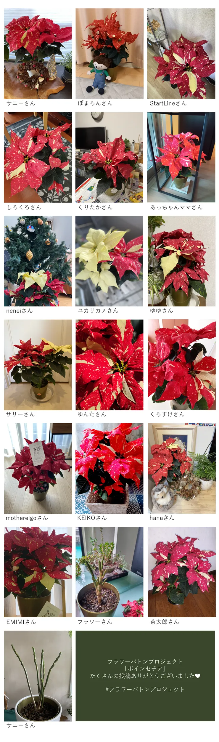 投稿まとめ_ポインセチア-MB2101-054.png