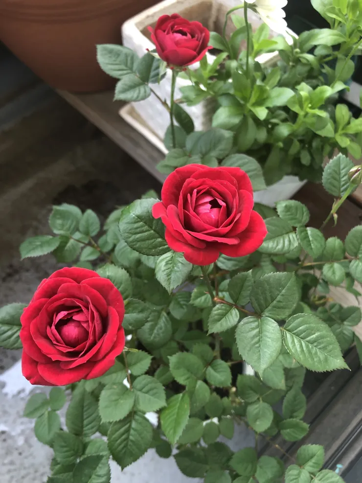 IMG_9311.jpeg