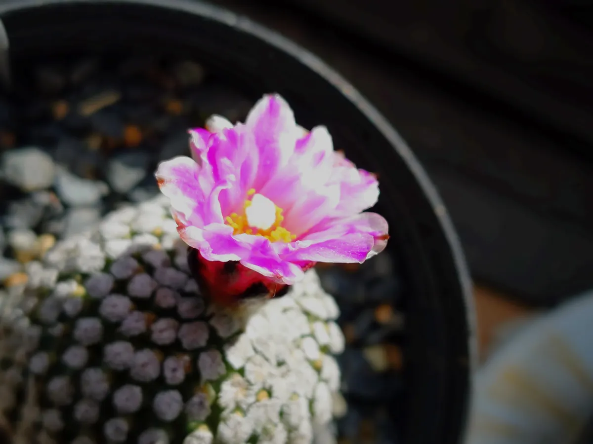 サボテンの花 | CAINZ DIY Square