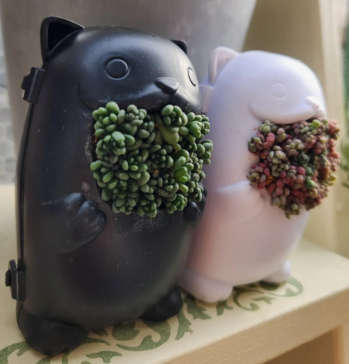 猫ちゃんに多肉の寄せ植え | CAINZ DIY Square