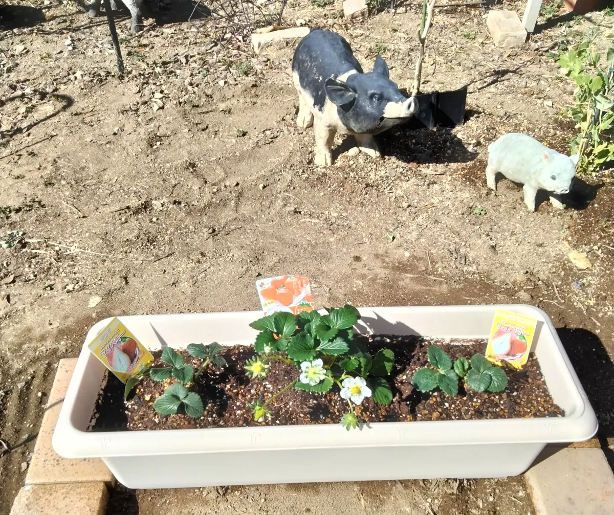 フェンス付きプランター作りにバレンタインデー | CAINZ DIY Square