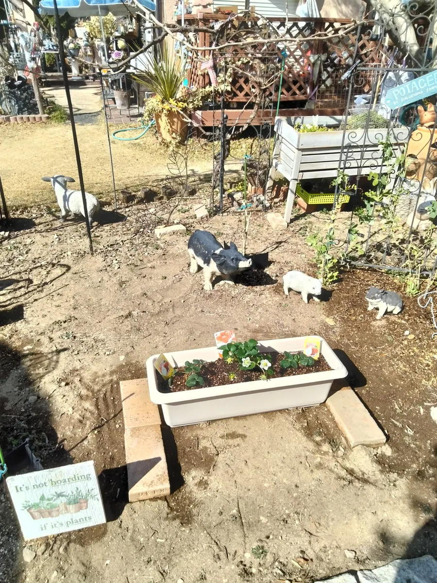 フェンス付きプランター作りにバレンタインデー | CAINZ DIY Square