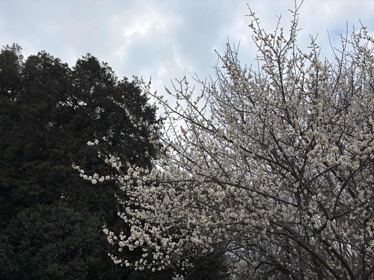 画像は梅の花です✋(◜ᴗ◝ )
