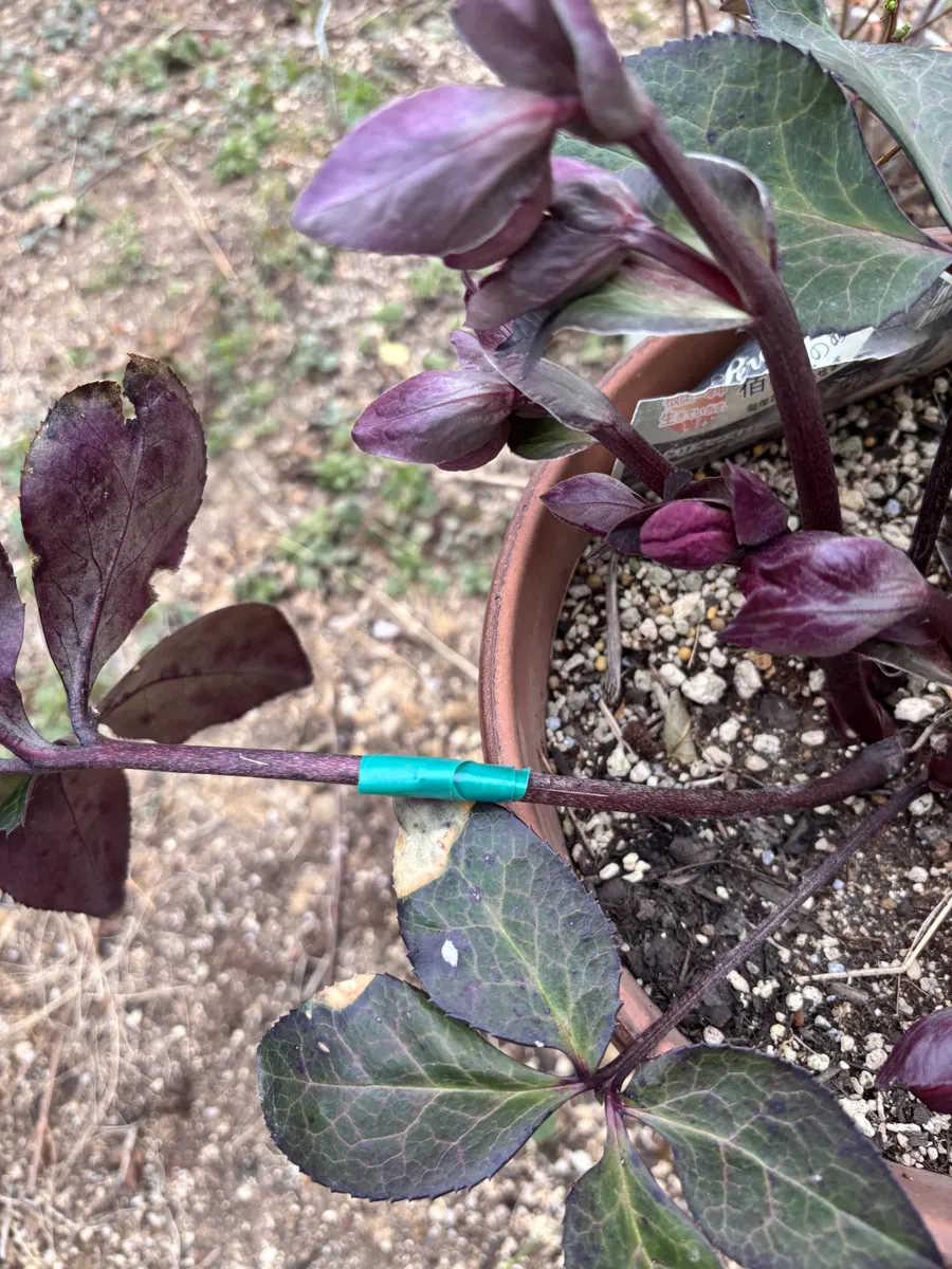 クリスマスローズ蕾 | CAINZ DIY Square