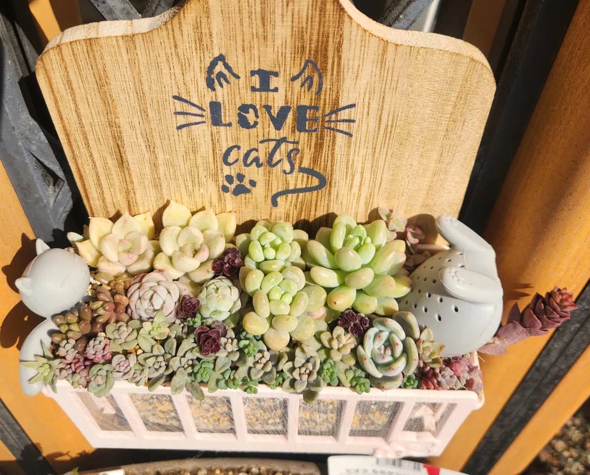 猫ちゃん掛鉢に多肉の寄せ植え | CAINZ DIY Square