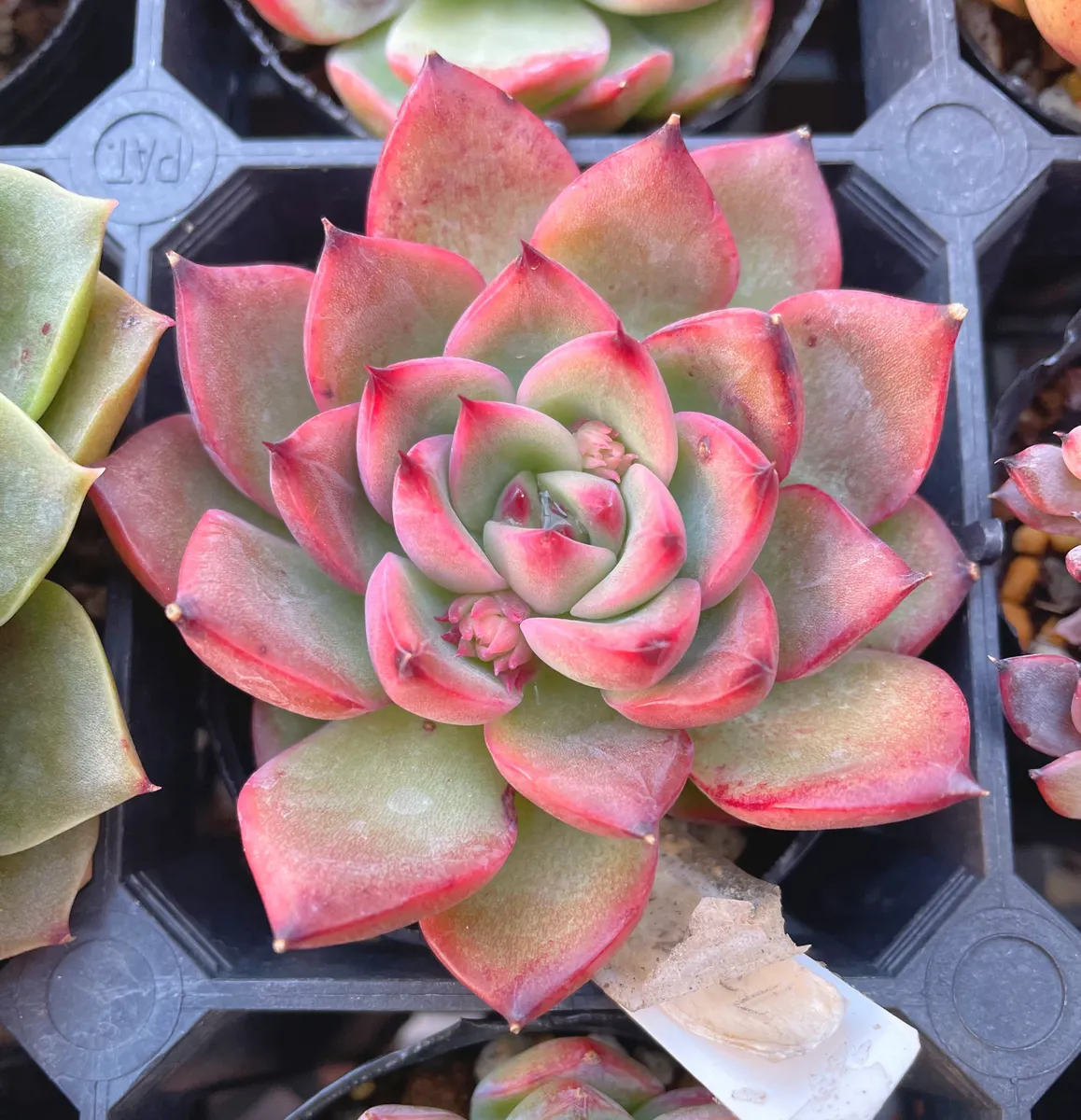 エケベリア ファイヤーピラー | CAINZ DIY Square