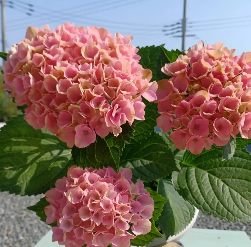 紫陽花の色変わり🩵💙🩷 | CAINZ DIY Square