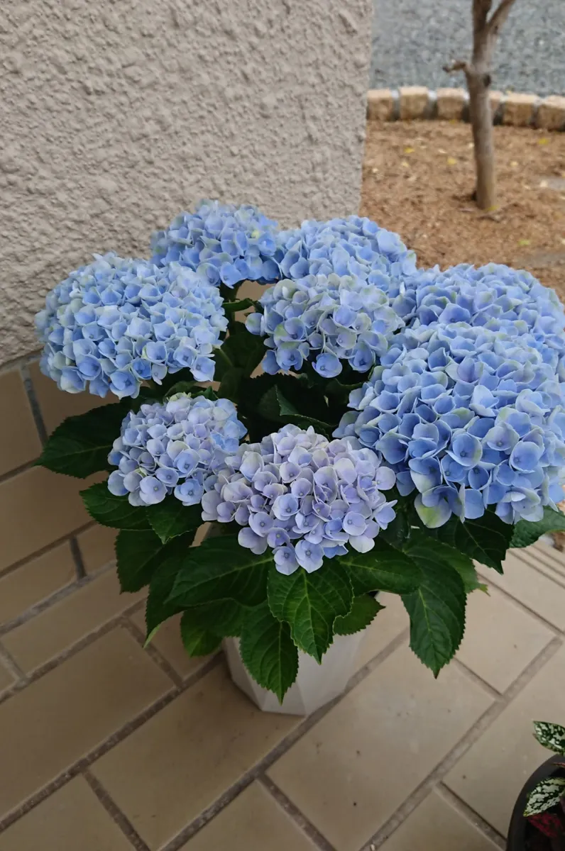 紫陽花の色変わり🩵💙🩷 | CAINZ DIY Square