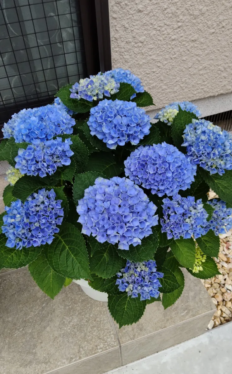 紫陽花の色変わり🩵💙🩷 | CAINZ DIY Square