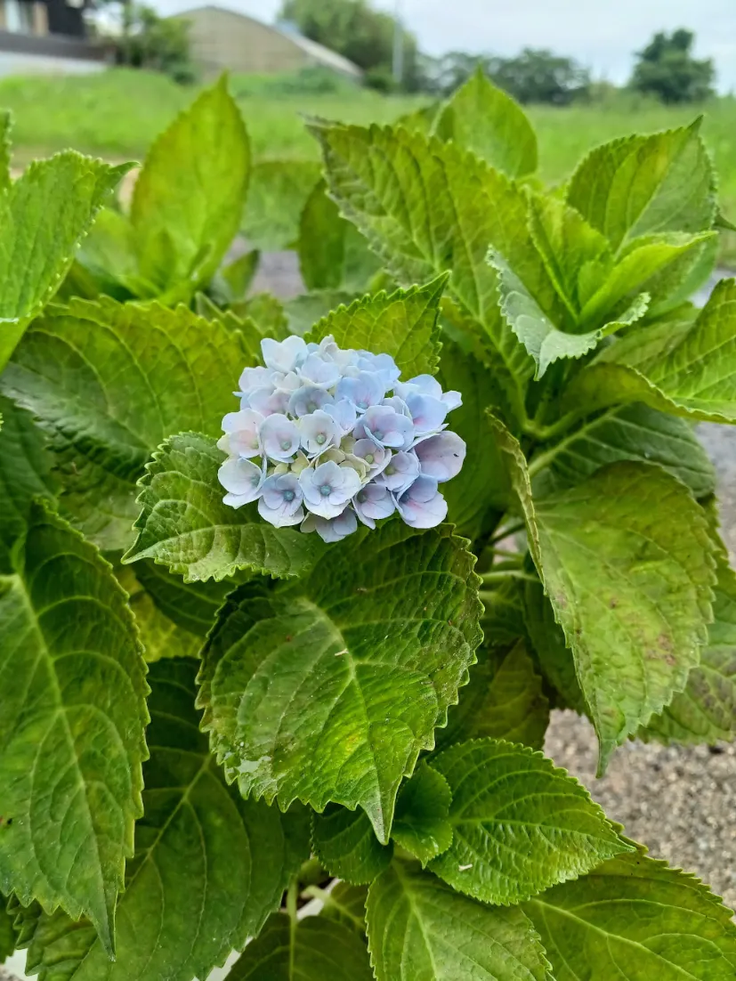 紫陽花の色変わり🩵💙🩷 | CAINZ DIY Square