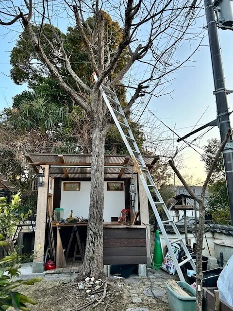 庭木 庭木の剪定しました。 | CAINZ DIY Square