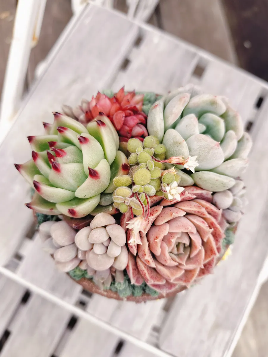 多肉の寄せ植え | CAINZ DIY Square