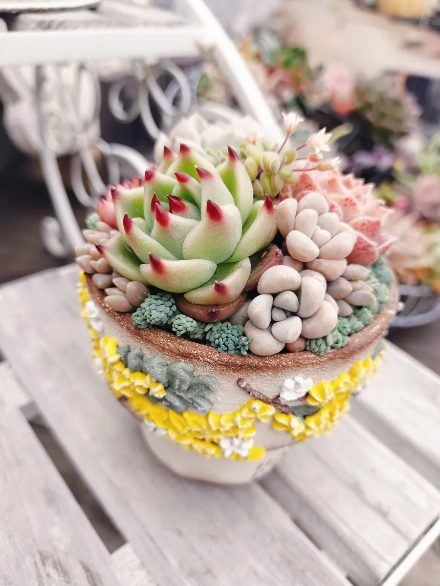 多肉の寄せ植え | CAINZ DIY Square