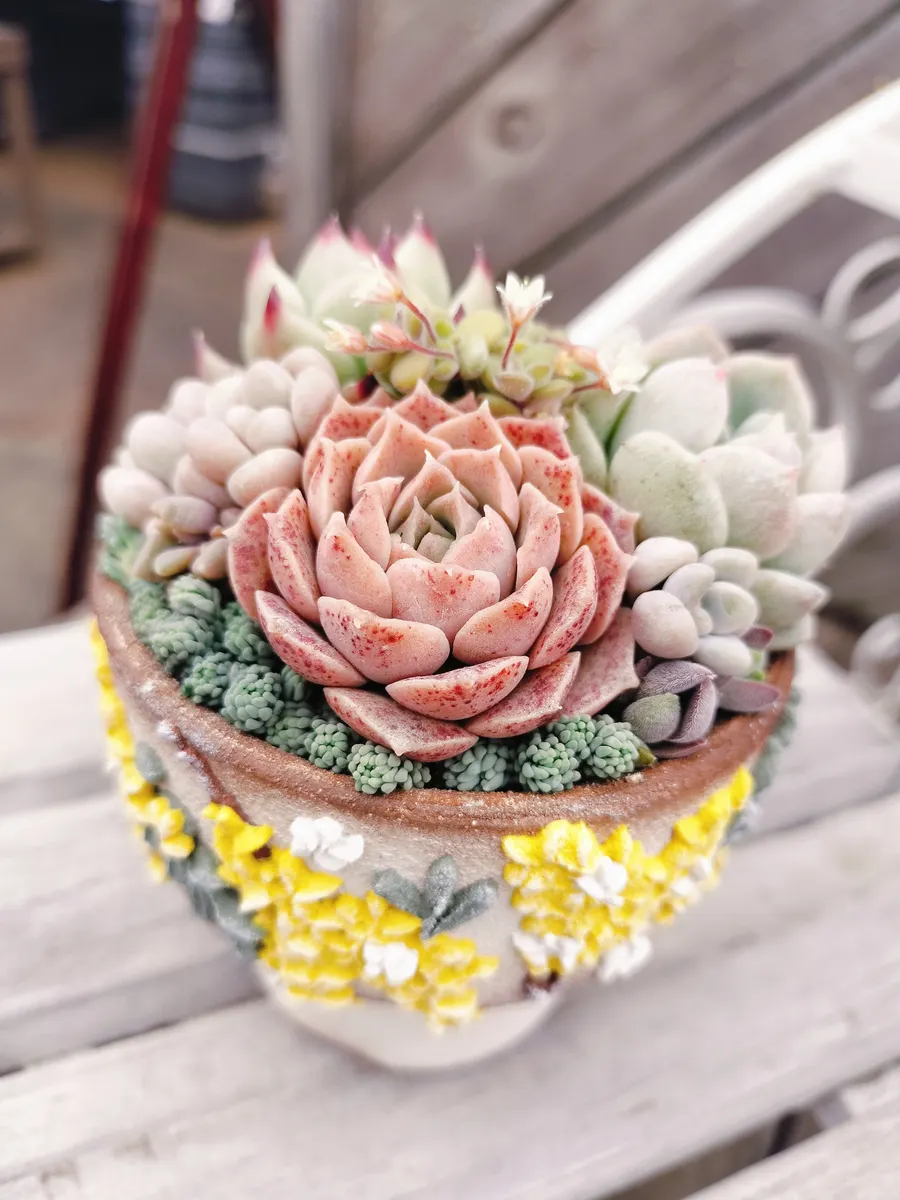 多肉の寄せ植え | CAINZ DIY Square