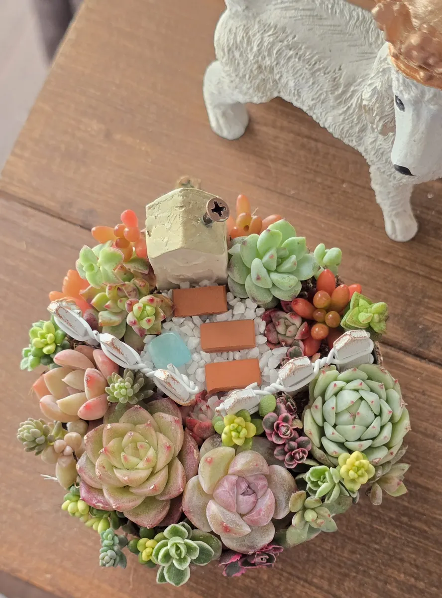 多肉植物の箱庭風寄せ植え② | CAINZ DIY Square