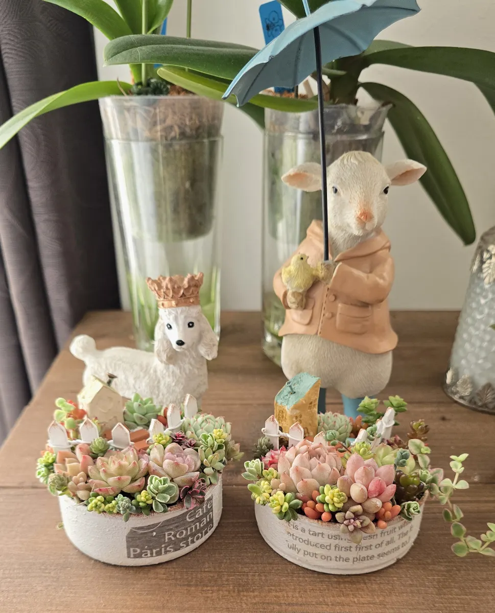 多肉植物の箱庭風寄せ植え② | CAINZ DIY Square