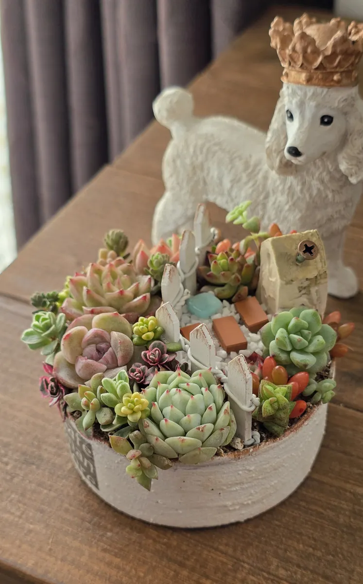 多肉植物の箱庭風寄せ植え② | CAINZ DIY Square