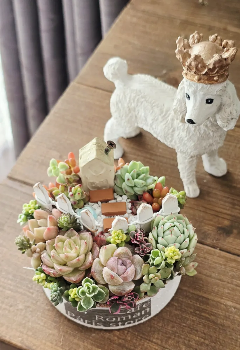 多肉植物の箱庭風寄せ植え② | CAINZ DIY Square