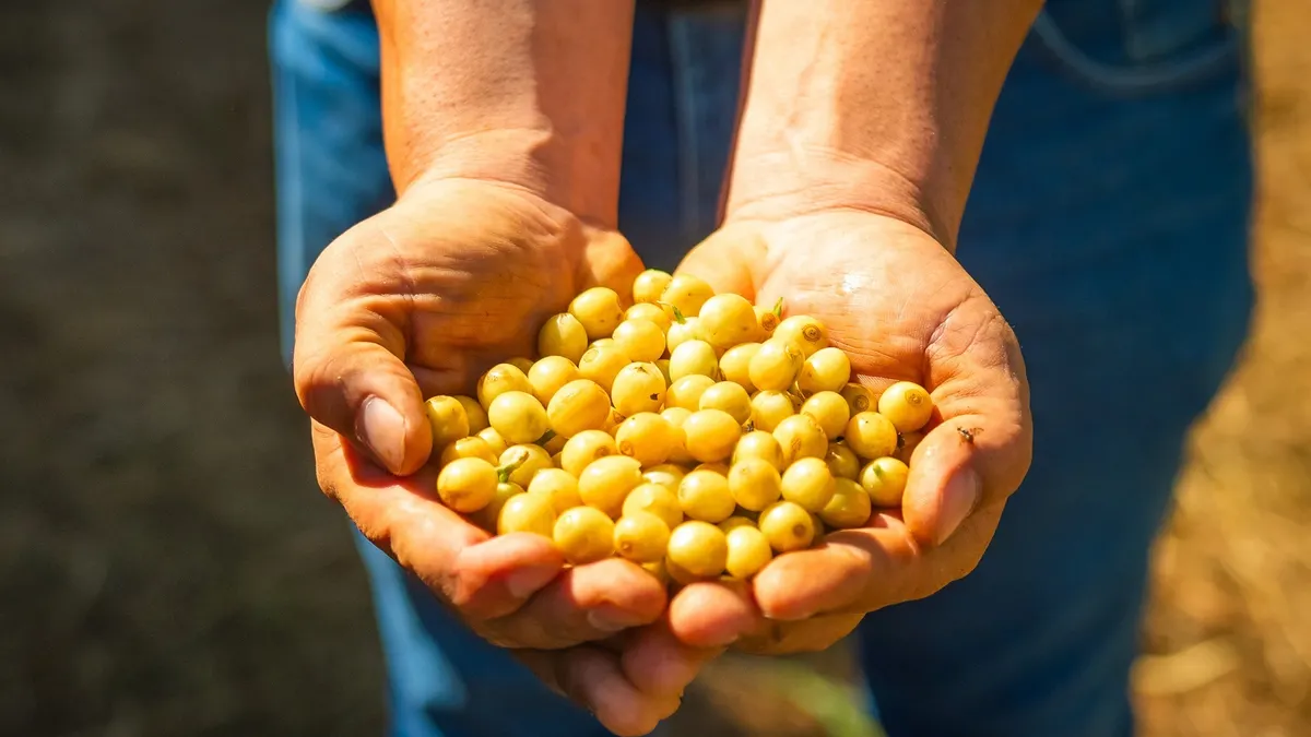 イエローブルボン（タリーズ ブラジル バウ イエローブルボン）