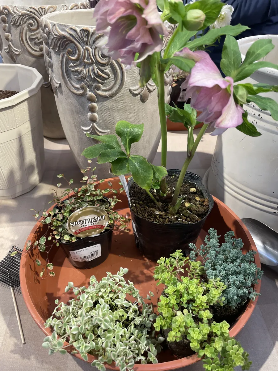 クリスマスローズの寄せ植え(グリーンワークシ | CAINZ DIY Square