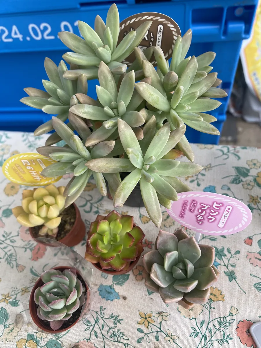 多肉植物のお花畑♪多肉植物の寄せ植え♡ナチュラル寄せ