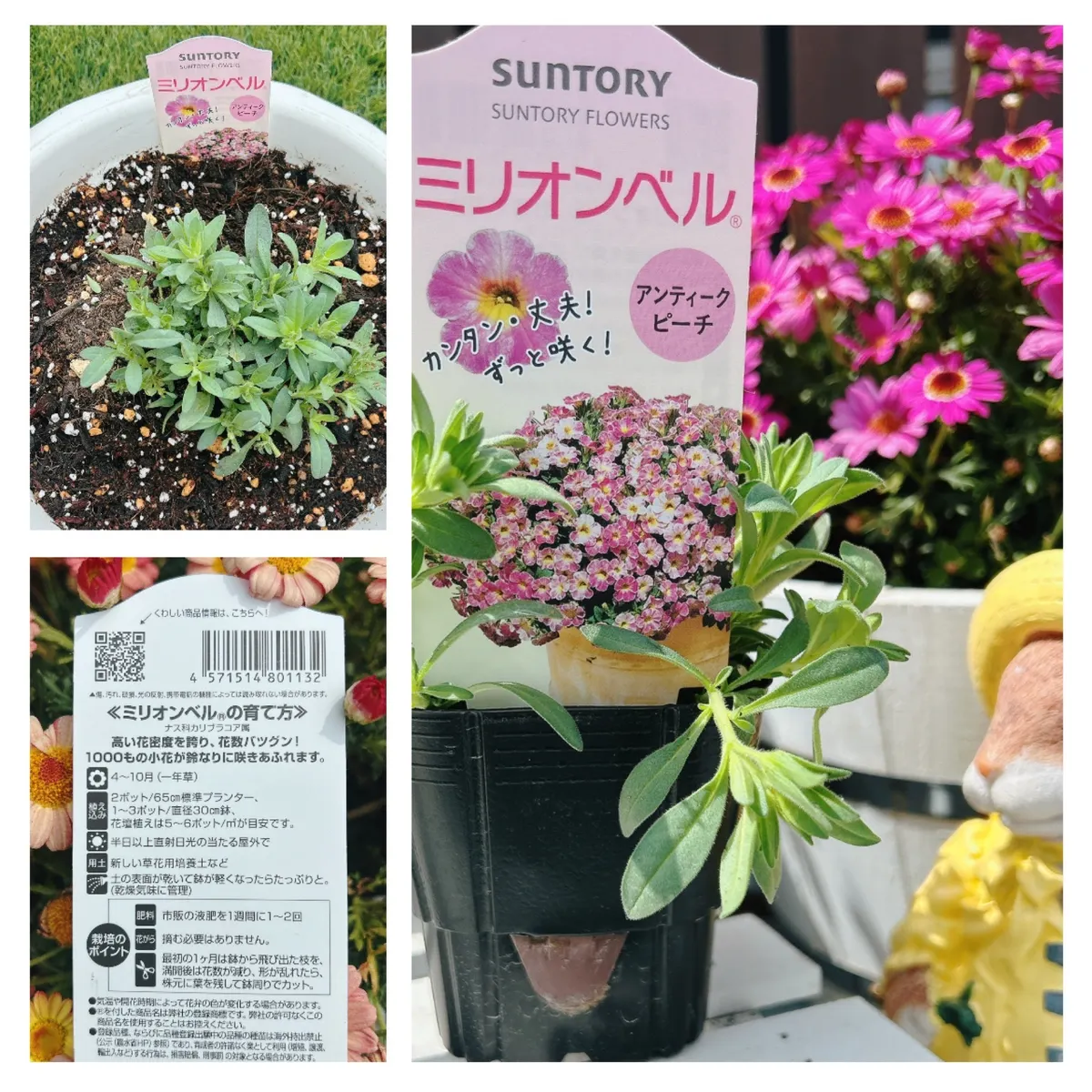 植え付けしました（1） | SUNSUNガーデン