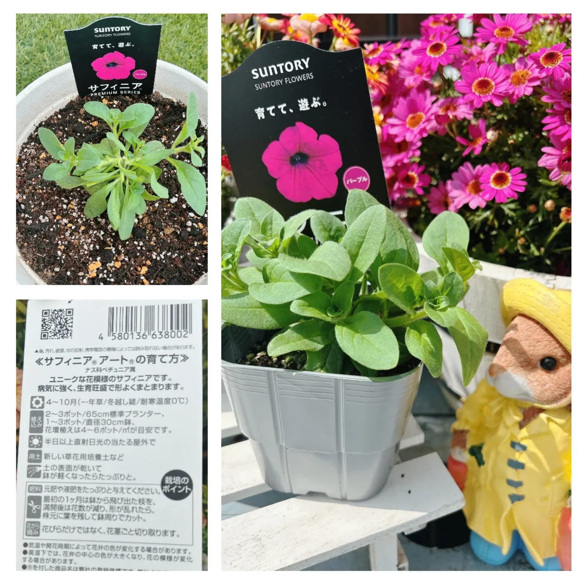 アテマハック 見元園芸 札付き花芽付き 臼田相府蓮×リンゼアナ