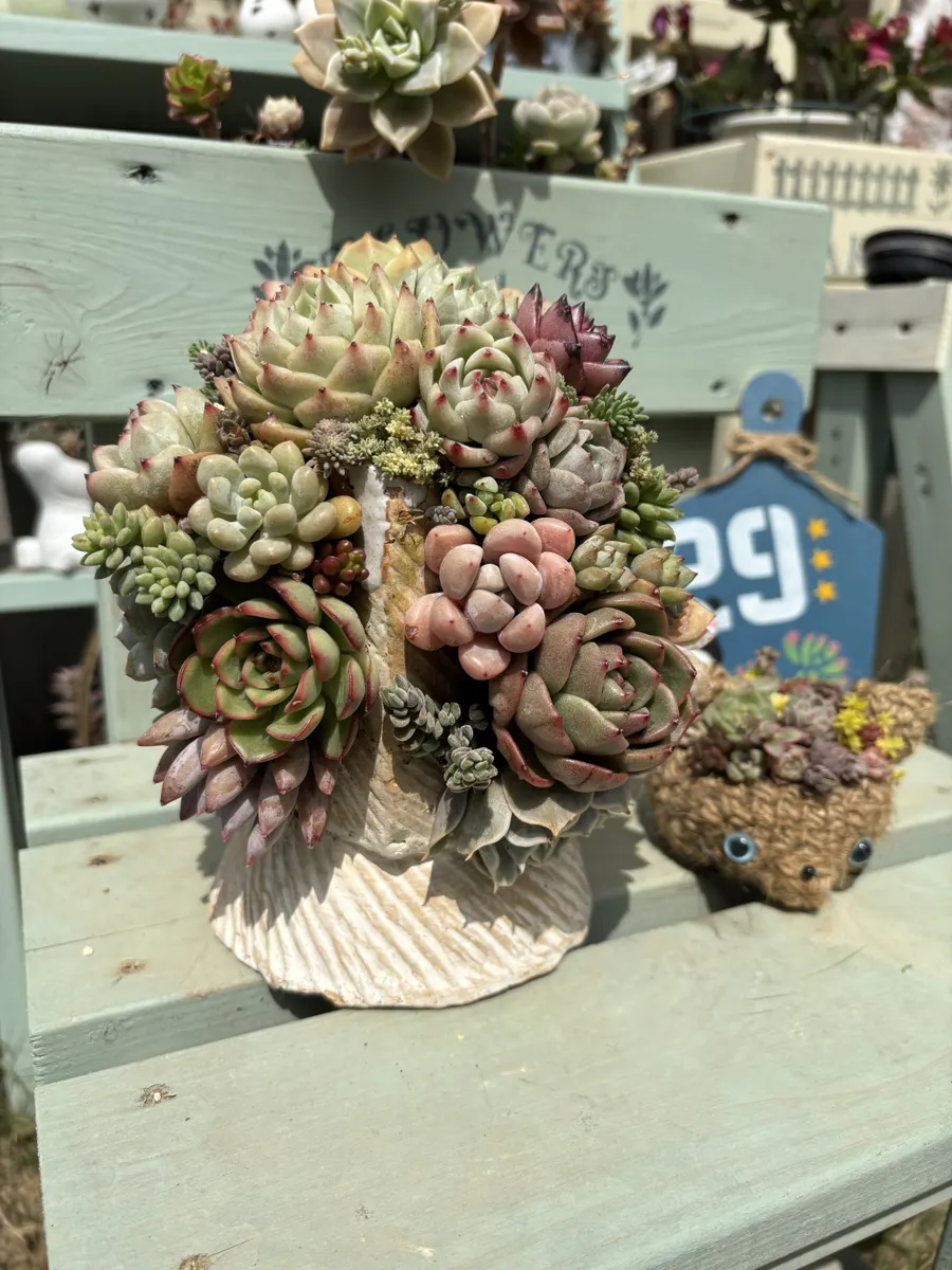 多肉の寄せ植え いっぱい😅 | CAINZ DIY Square 多肉の寄せ植え いっぱい😅 | CAINZ DIY Square
