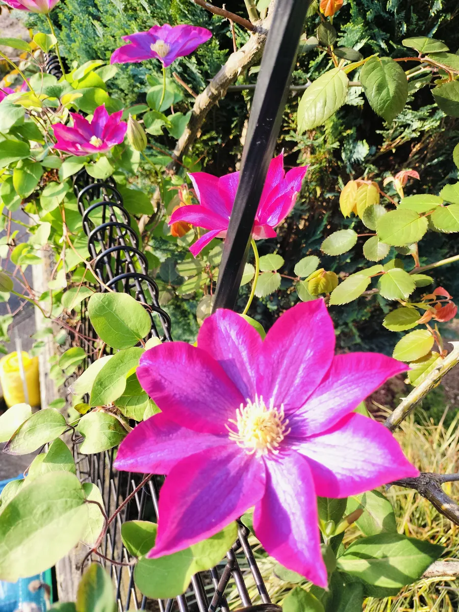クレマチス・ナーセリー 及川フラグリーン Clematis Nursery