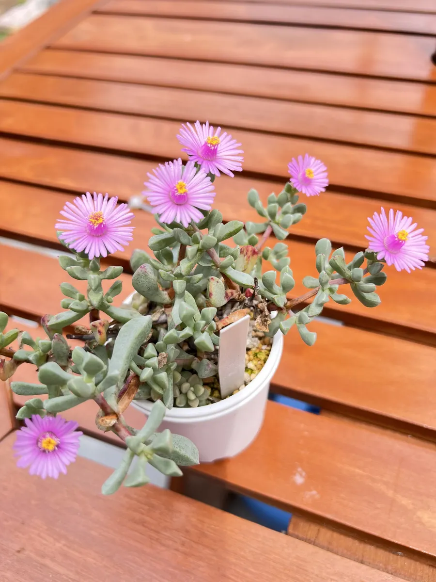 サボテンのお花🌸 | CAINZ DIY Square