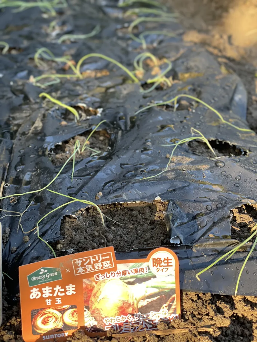 12月1日 植え付け
