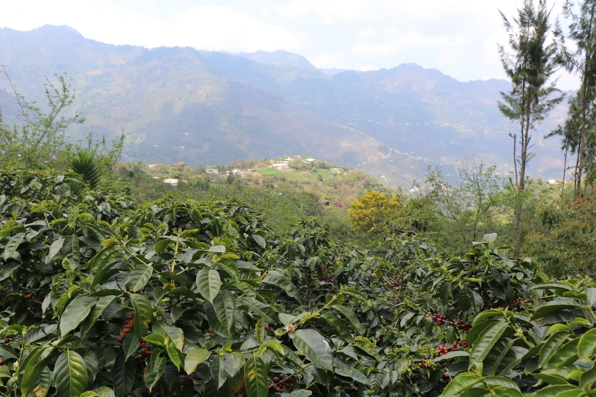 “サン ホセ オブレロ農協”