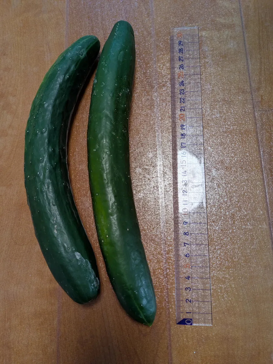 きゅうり-野菜-種子-淡緑色-植え付け-100個