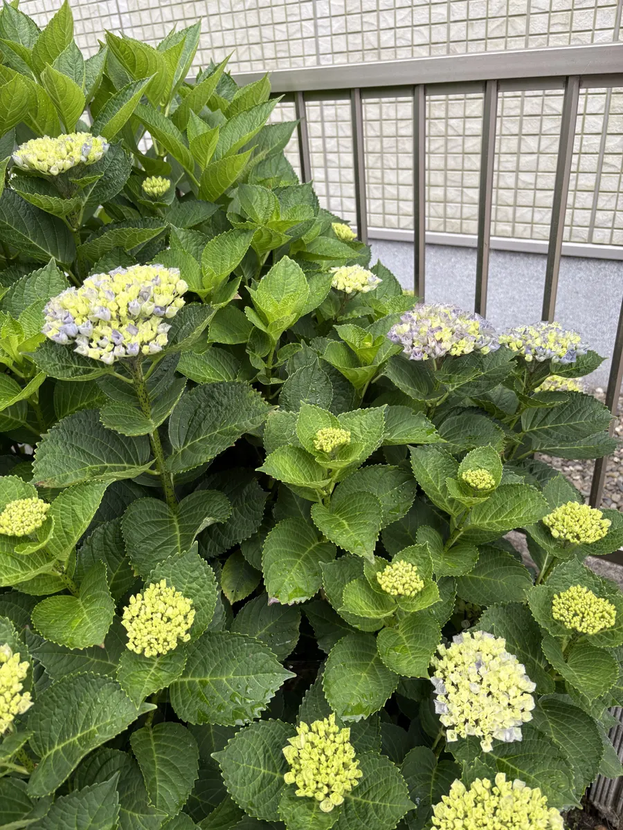 紫陽花その2 | CAINZ DIY Square
