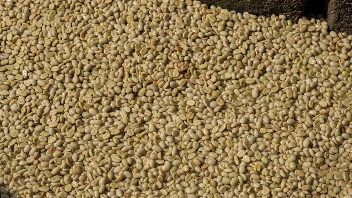 水洗いされた後のコーヒー豆