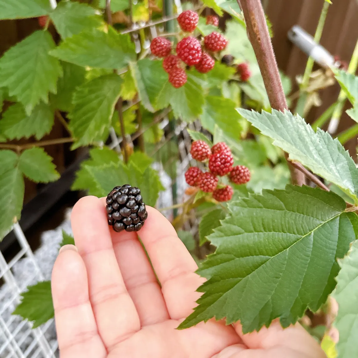 初めて取れました