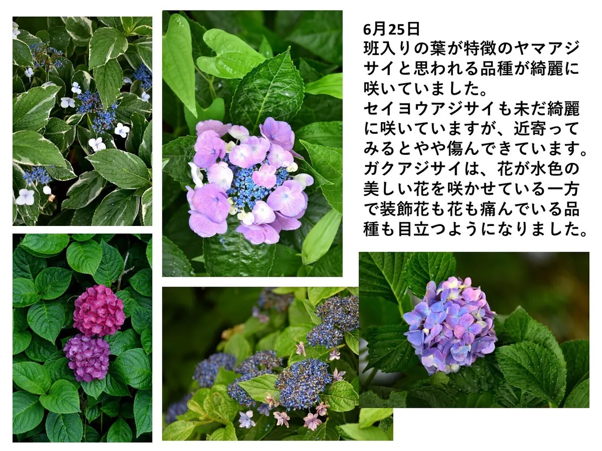 ヤトッチ　紫陽花の花びら 紫陽花｜YUTA録